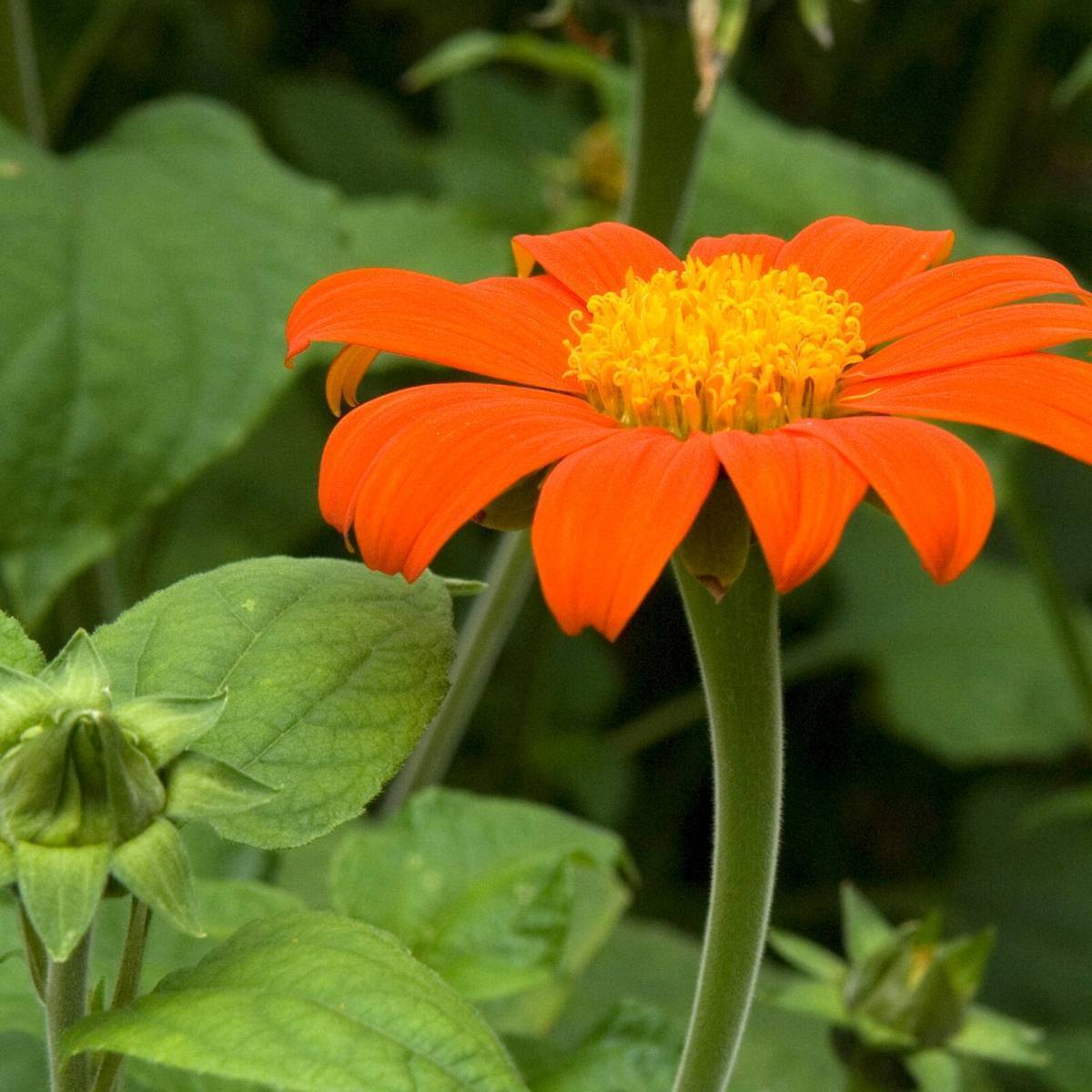 Mexican Sunflower- Goldfinger